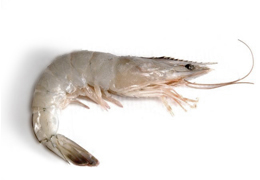 Crevette Penaeus Vannamei entière