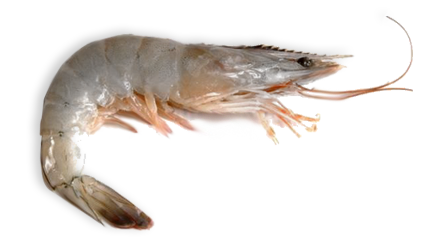 PENAEUS VANNAMEI D'ELEVAGE