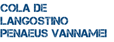 Cola de langostino Penaeus Vannamei